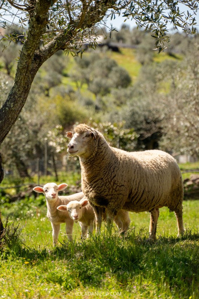 Sheep and lambs in the Alentejo in spring