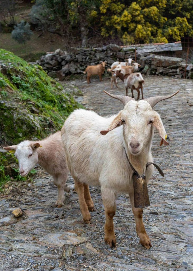 On the drive from lisbon to douro valley you could stop in Arouca Geopark and meet goats