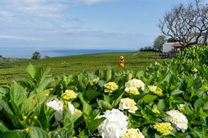 Daniela standing in a field of tea at gorreana plantation, looking out to sea