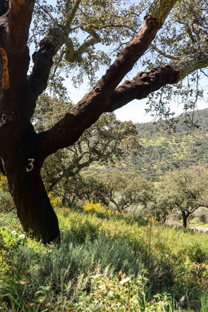A cork tree in the Serra de Ossa near Hotel Convento de São Paulo in the Alentejo