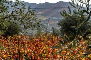 Douro Valley in autumn is filled with golden hued vineyards and olive trees heavy with fruit
