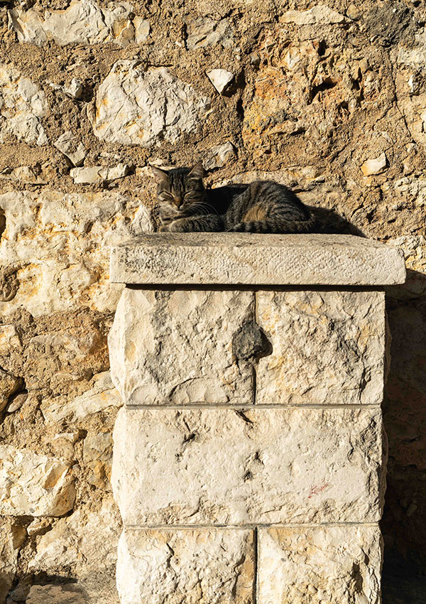 Cats on Komiza on Vis Island Croatia