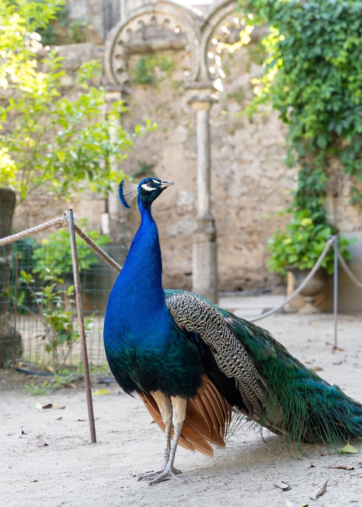A peacock in Evora's main garden, Jardim Público de Évora